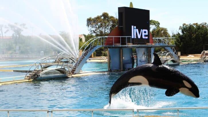 Image à la une de Une vidéo relance la polémique sur le sort des orques du Marineland d’Antibes
