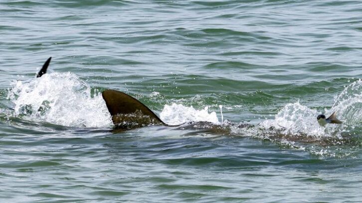 Image à la une de Sur une plage en Israël, le face-à-face dangereux entre requins et humains
