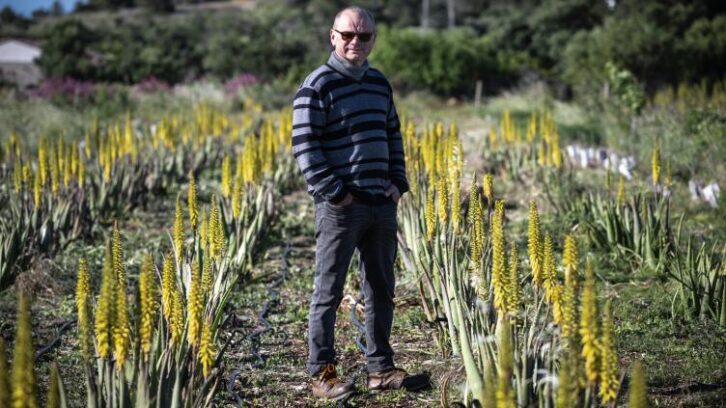 Image à la une de Aude: l’aloe vera au lieu de la vigne pour s’adapter à la sécheresse