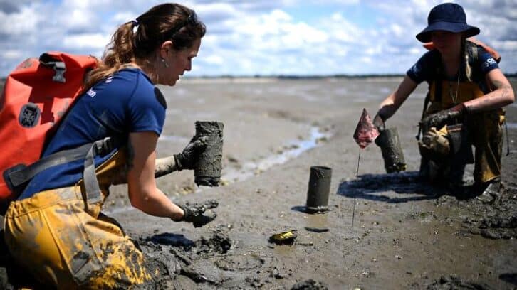 Image à la une de Sur le bassin d’Arcachon, la délicate préservation d’une plante “refuge de la biodiversité”