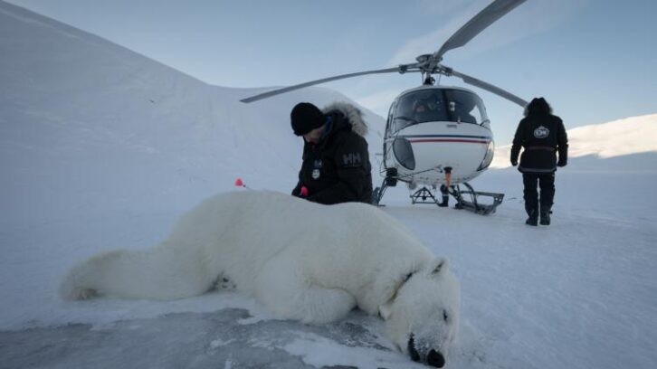 Image à la une de Dans l’Arctique, une expédition norvégienne réalise des biopsies sur des ours polaires