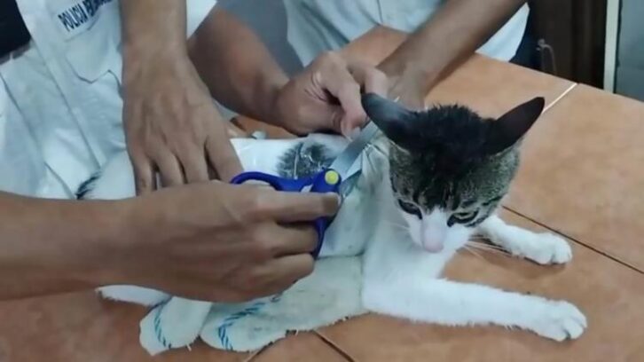 Image à la une de Au Costa Rica, un chat passeur de drogue intercepté dans une prison