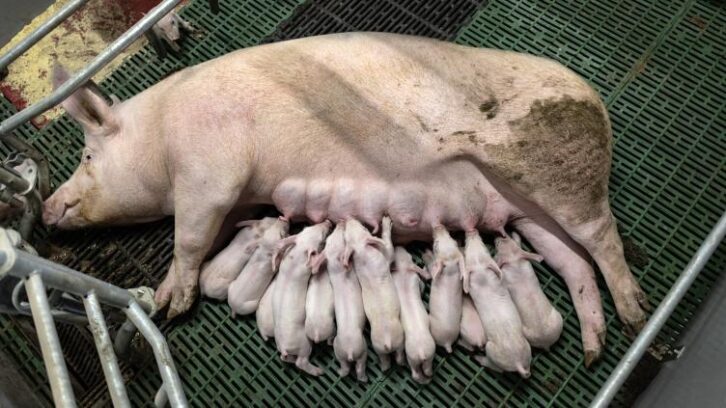 Image à la une de En Bretagne, la filière porcine met en avant des agrandissements “nécessaires” mais “exemplaires”