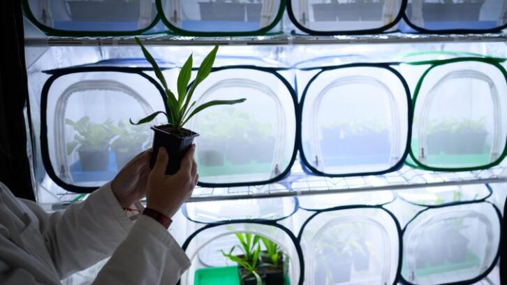 Image à la une de Contre les pucerons de la betterave, pas de pesticides: Agriodor parfume les champs