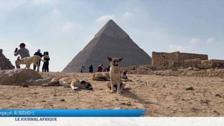 Image à la une de Le chien Appolo au sommet des pyramides