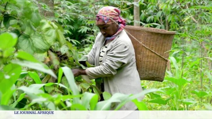Image à la une de RD Congo : l’impact des combats sur l’agriculture