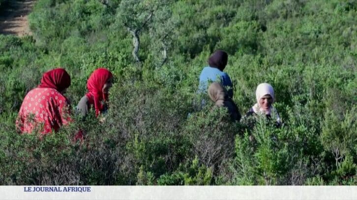 Image à la une de Tunisie : les cueilleuses victimes du changement climatique