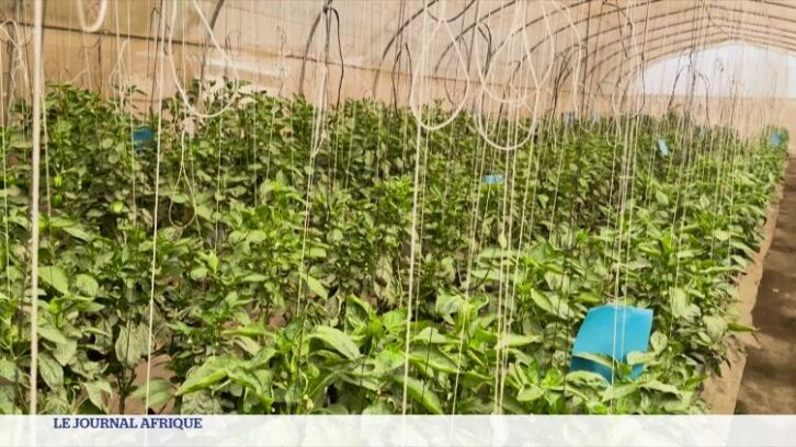 Image à la une de Nigeria : le développement de l’agrotech