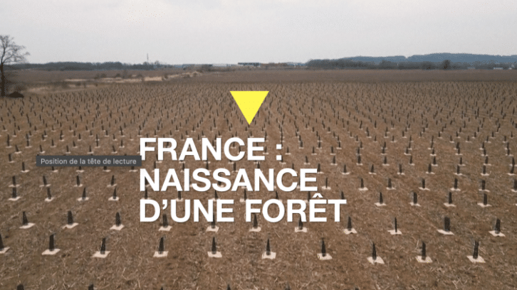 Image à la une de En Île-de-France, la naissance d’une forêt du XXIe siècle