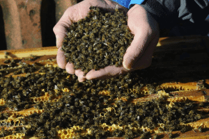 Image à la une de Madagascar : l’abeille, sentinelle d’un avenir agricole durable