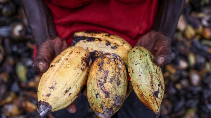 Image à la une de Cacao : le Nigeria sur les traces de la Côte d’Ivoire et du Ghana