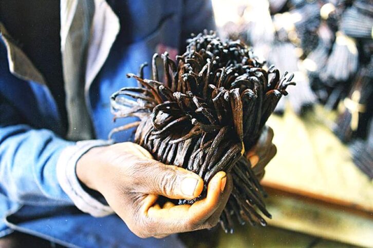 Image à la une de Vanille : Certains exportateurs craignent une réduction du nombre d’agréments