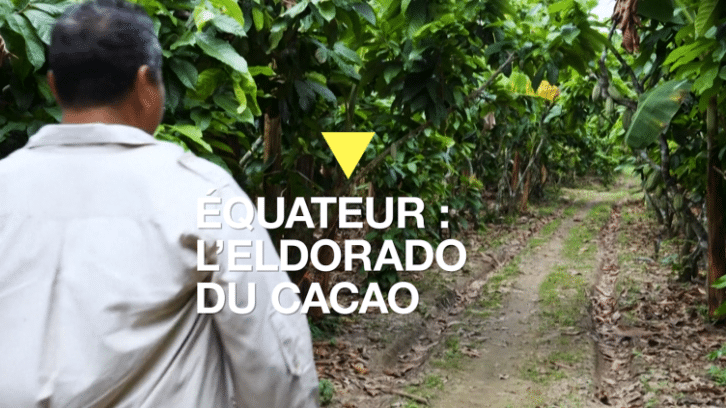 Image à la une de En Équateur, les producteurs de cacao se frottent les mains