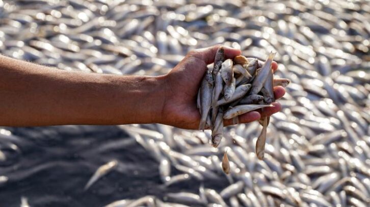 Image à la une de Irak: enquête sur des grandes quantités de poissons morts dans un marais