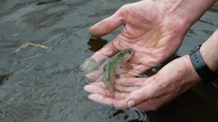 Image à la une de Les saumons sauvages de l’Allier menacés d’extinction par le changement climatique