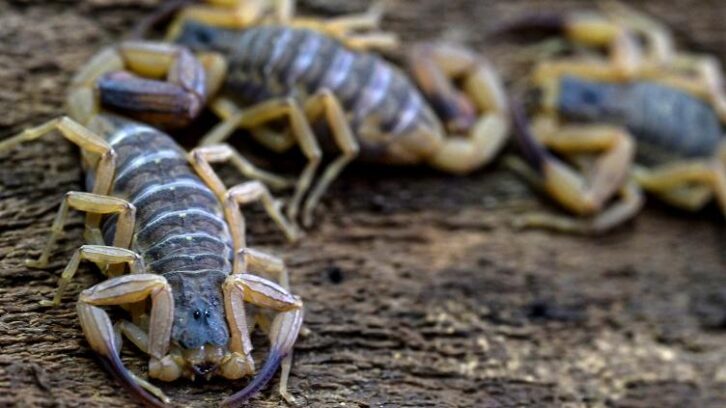 Image à la une de De la vive à la punaise de lit, ces “bestioles” qui irritent les urgences