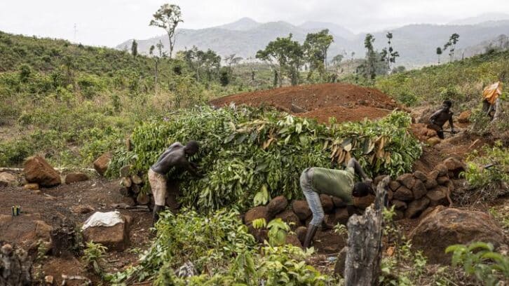 Image à la une de L’ultime bataille de villageois sierra-léonais contre la déforestation massive de leurs régions