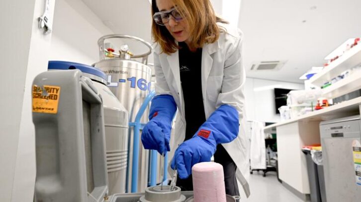 Image à la une de En Australie, des gamètes cryogénisées pour sauver la Grande Barrière de corail