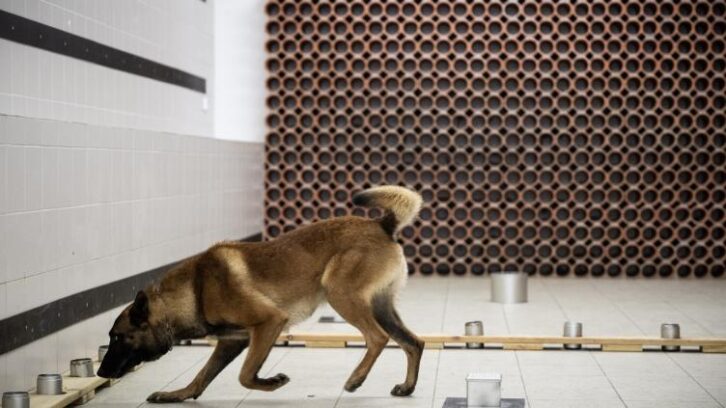 Image à la une de Flairer disques durs et clés USB, la nouvelle mission des chiens gendarmes
