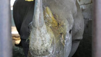 Image à la une de Afrique du Sud: l’écornage des rhinocéros a fortement réduit le braconnage