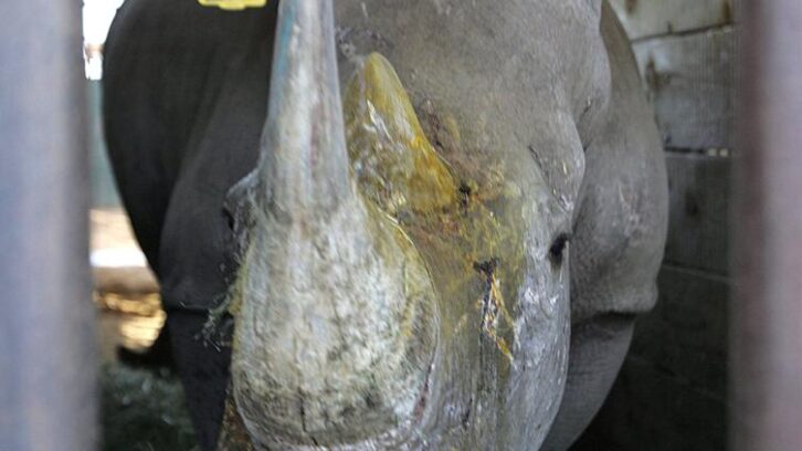 Image à la une de Afrique du Sud: l’écornage des rhinocéros a fortement réduit le braconnage