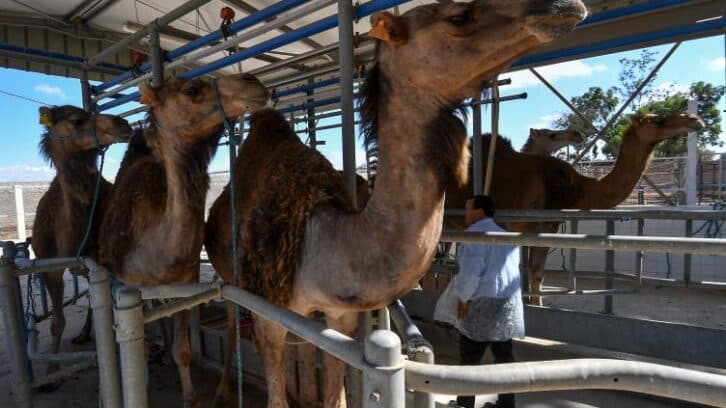 Image à la une de Le lait de chamelle, potentiel “or blanc” d’une région aride et pauvre de Tunisie
