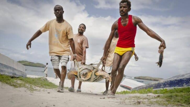 Image à la une de Sur la côte kényane, la petite ONG qui sauve les tortues par milliers