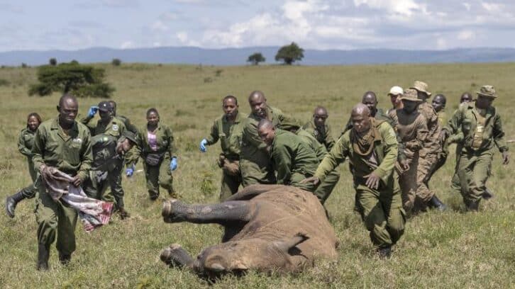 Image à la une de Déplacer un rhinocéros, mode d’emploi