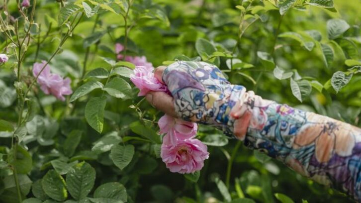 Image à la une de A Grasse, la Centifolia, l’or rose des parfums de luxe