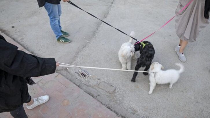 Image à la une de Iran: plusieurs villes interdisent de promener les chiens
