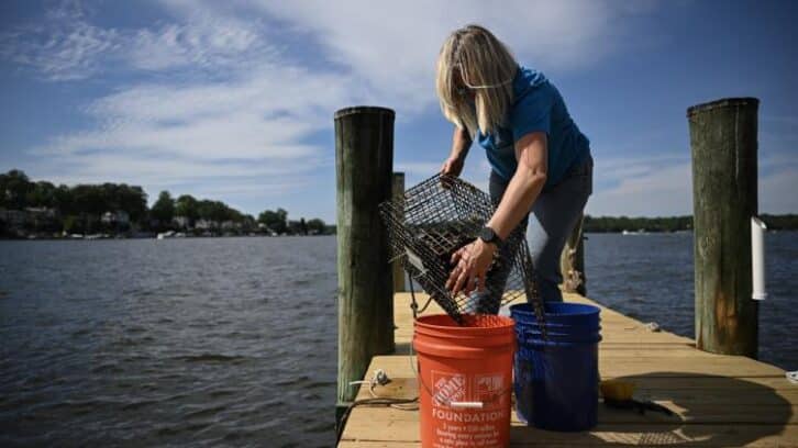 Image à la une de Aux Etats-Unis, des volontaires élèvent des huîtres pour nettoyer les mers