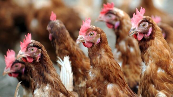 Image à la une de En Alsace, distribution gratuite de poules anti-gaspi