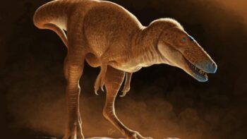 Image à la une de Un ancêtre du T-Rex dormait dans les tiroirs d’un institut mongol