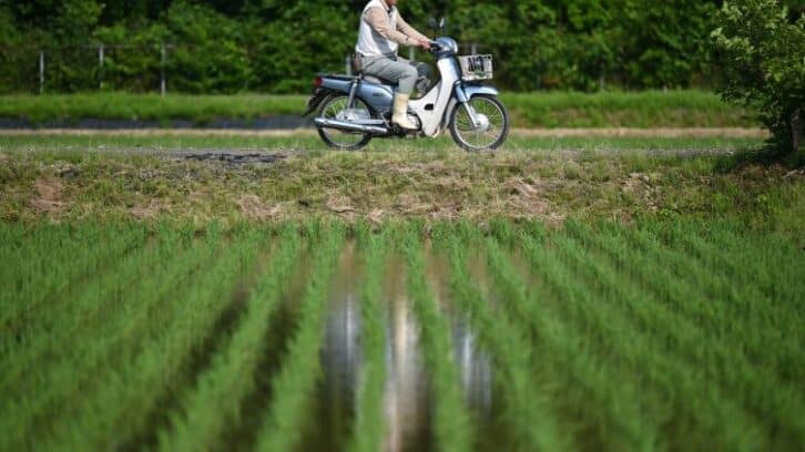 Image à la une de Face à la flambée des prix du riz, les agriculteurs japonais sonnent l’alarme