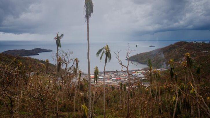 Image à la une de Six mois après Chido, la végétation repousse fragilement à Mayotte