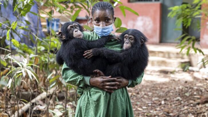 Image à la une de En Sierra Leone, un sanctuaire pour les chimpanzés menacé par l’alarmante déforestation