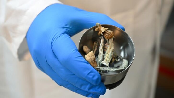 Image à la une de La Nouvelle-Zélande autorise l’usage médical des champignons hallucinogènes