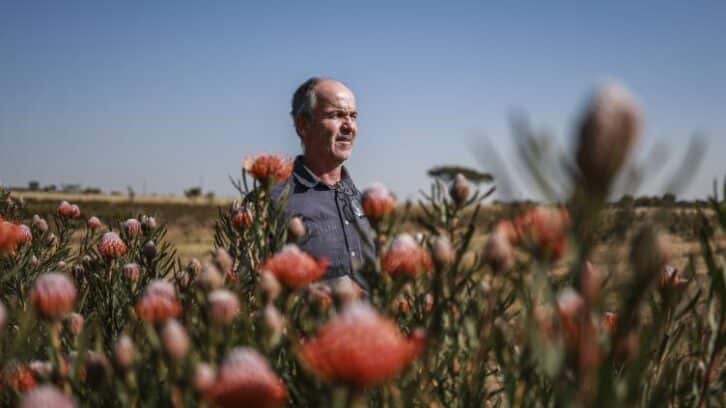 Image à la une de La protéa, fleur nationale de l’Afrique du Sud, menacée par le changement climatique
