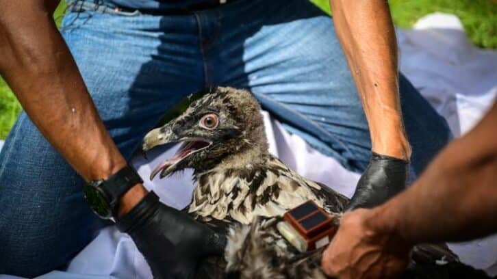 Image à la une de Le retour prometteur mais fragile du gypaète barbu dans le Vercors