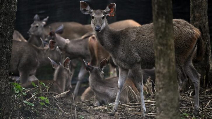 Image à la une de En Thaïlande, des proies lâchées dans la jungle pour sauver les tigres