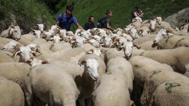 Image à la une de Face à l’ours, les brebis détalent vers d’autres pâturages des Pyrénées