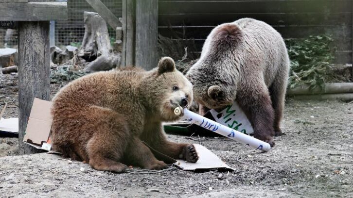 Image à la une de Royaume-Uni: deux ours s’échappent de leur enclos et se régalent d’une réserve de miel
