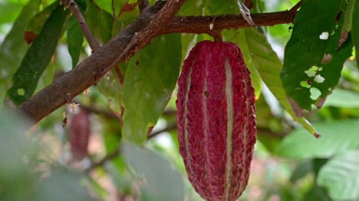 Image à la une de En Equateur, les producteurs de cacao se frottent les mains