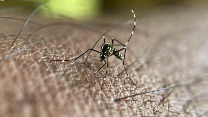 Image à la une de Le chikungunya circule à un niveau jamais vu en métropole aussi tôt dans l’année