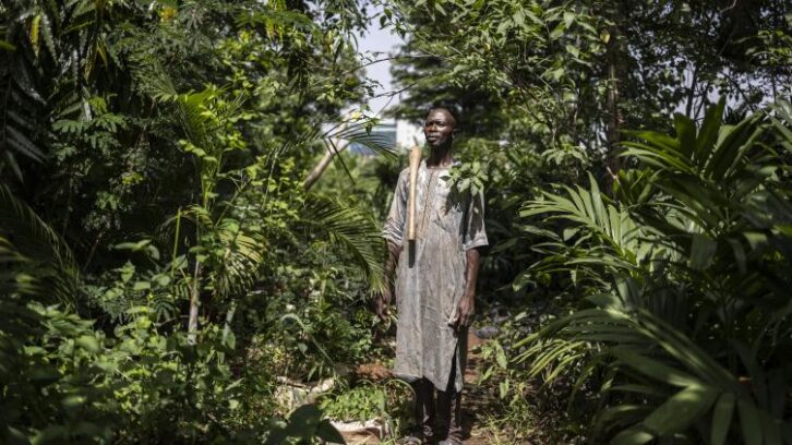 Image à la une de Dans la capitale nigériane, les fermes urbaines menacées par la pression immobilière