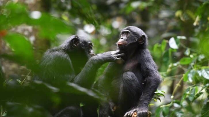 Image à la une de Le rire rend les bonobos optimistes