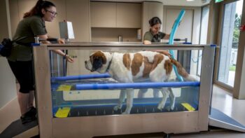 Image à la une de Le royaume suisse des Saint-Bernard se réinvente