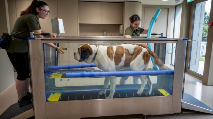 Image à la une de Le royaume suisse des Saint-Bernard se réinvente