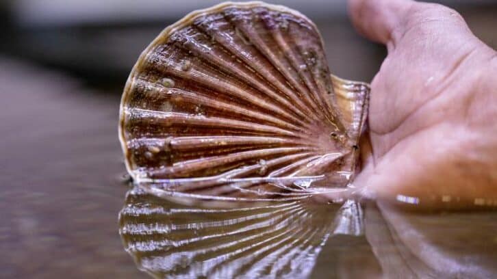 Image à la une de Coquilles Saint-Jacques: l’écloserie qui lutte contre l’épuisement de la ressource