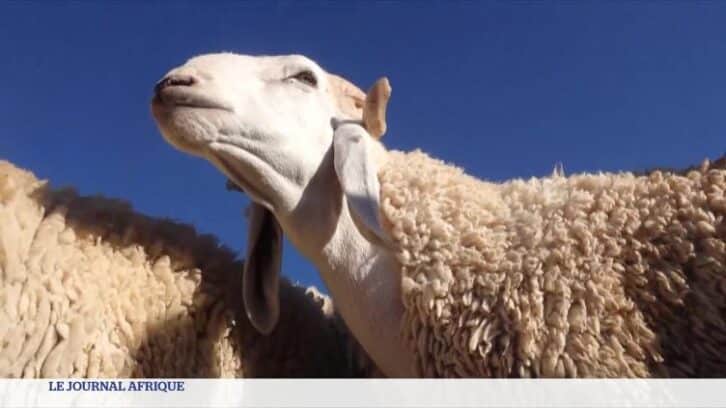 Image à la une de Algérie : Ouled Djellal, le mouton star avant l’Aïd